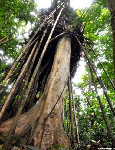 Во Вьетнаме нашли двух маугли, проживших в джунглях 40 лет 