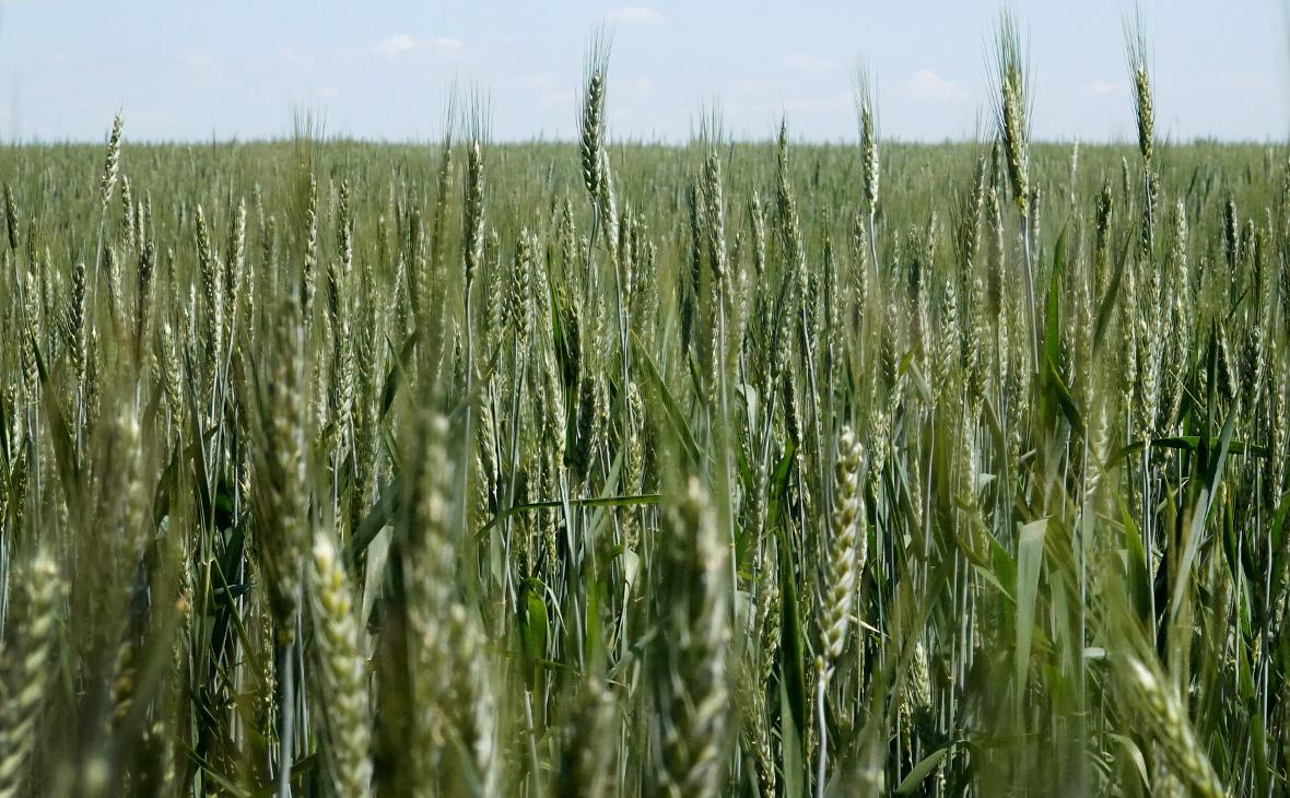 Минсельхоз США предупредил о падении производства зерна на Украине на 21%"/>













