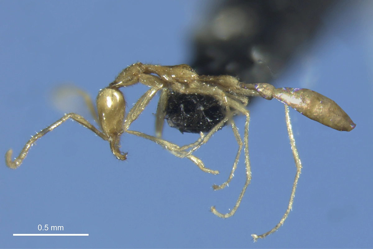 <p>Новый вид муравьев Leptanilla voldemort</p>