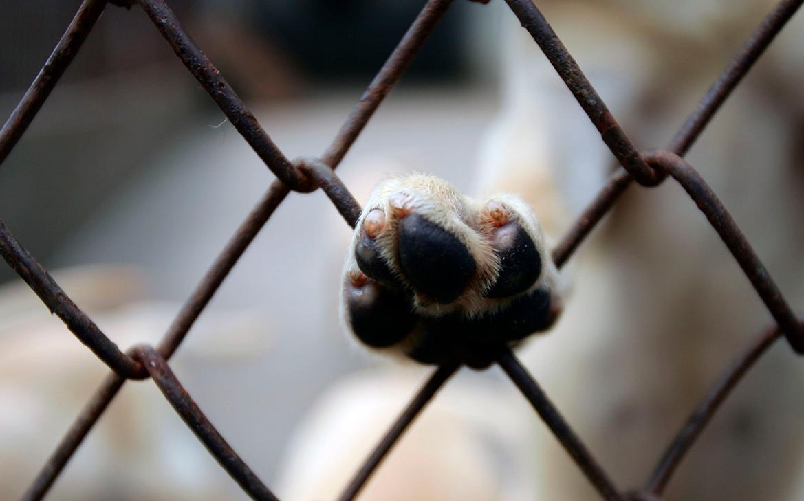 В питомнике под Екатеринбургом нашли более 30 трупов собак