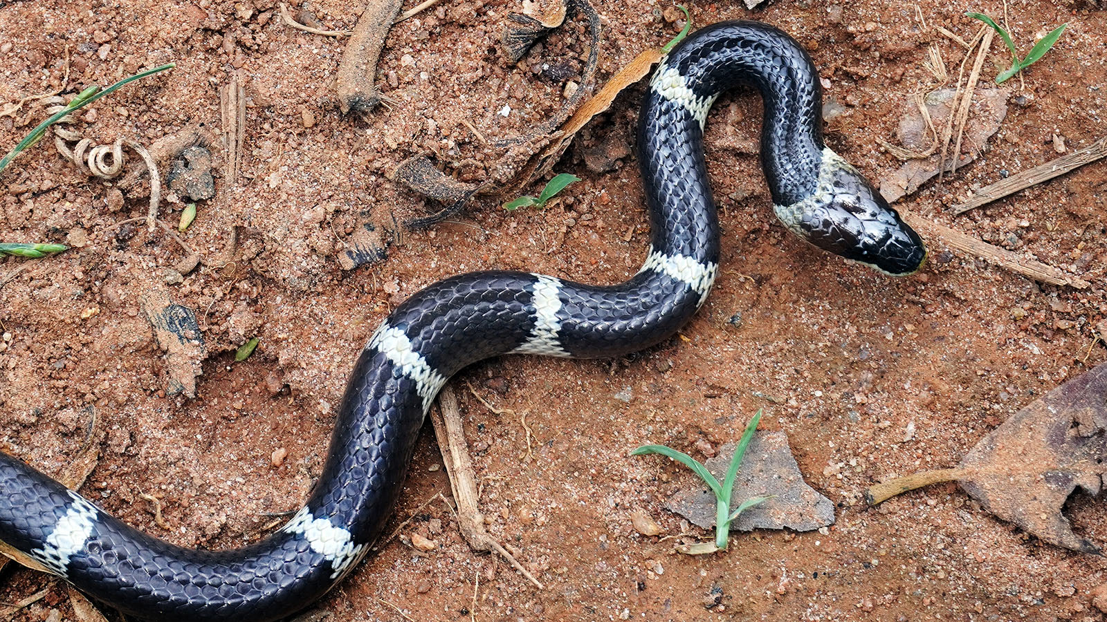 В Индии ядовитая змея укусила спящих 4-летнюю девочку и ее тетю