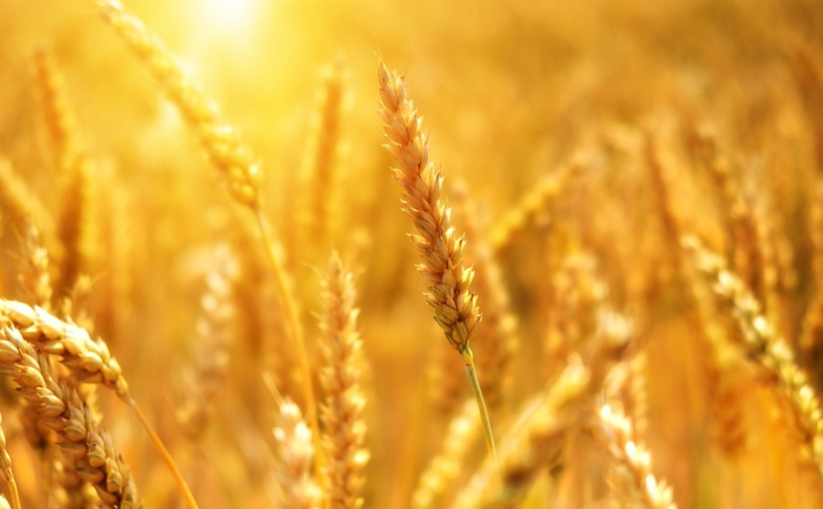 Кубань планирует в 2018 году экспортировать более 7,8 млн тонн зерна
