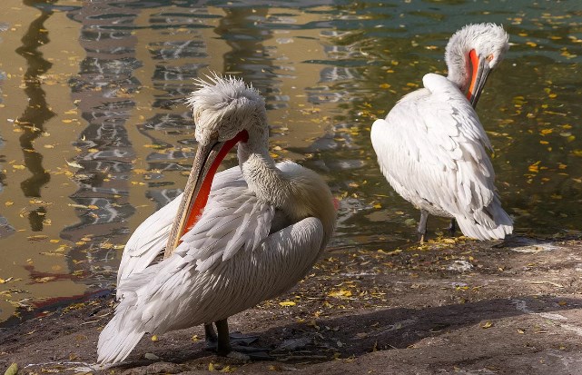 Кудрявые пеликаны занесены в Красную книгу