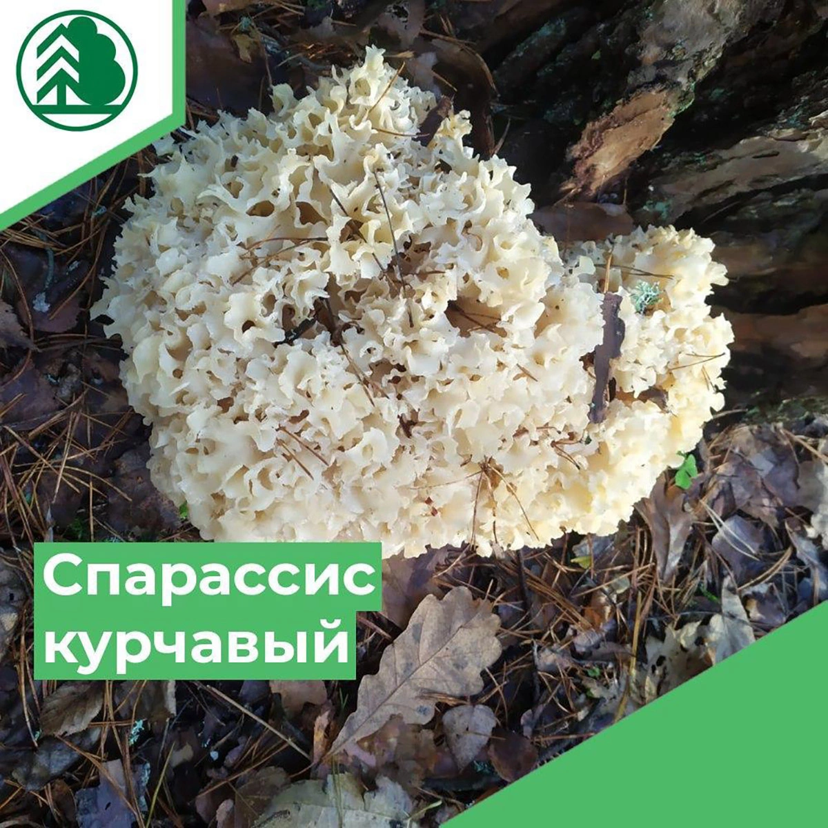 Министерство лесного хозяйства СмоленскойОбласти / VK