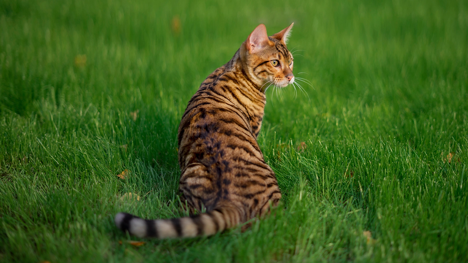 Kutikova Ekaterina / Shutterstock / FOTODOM 