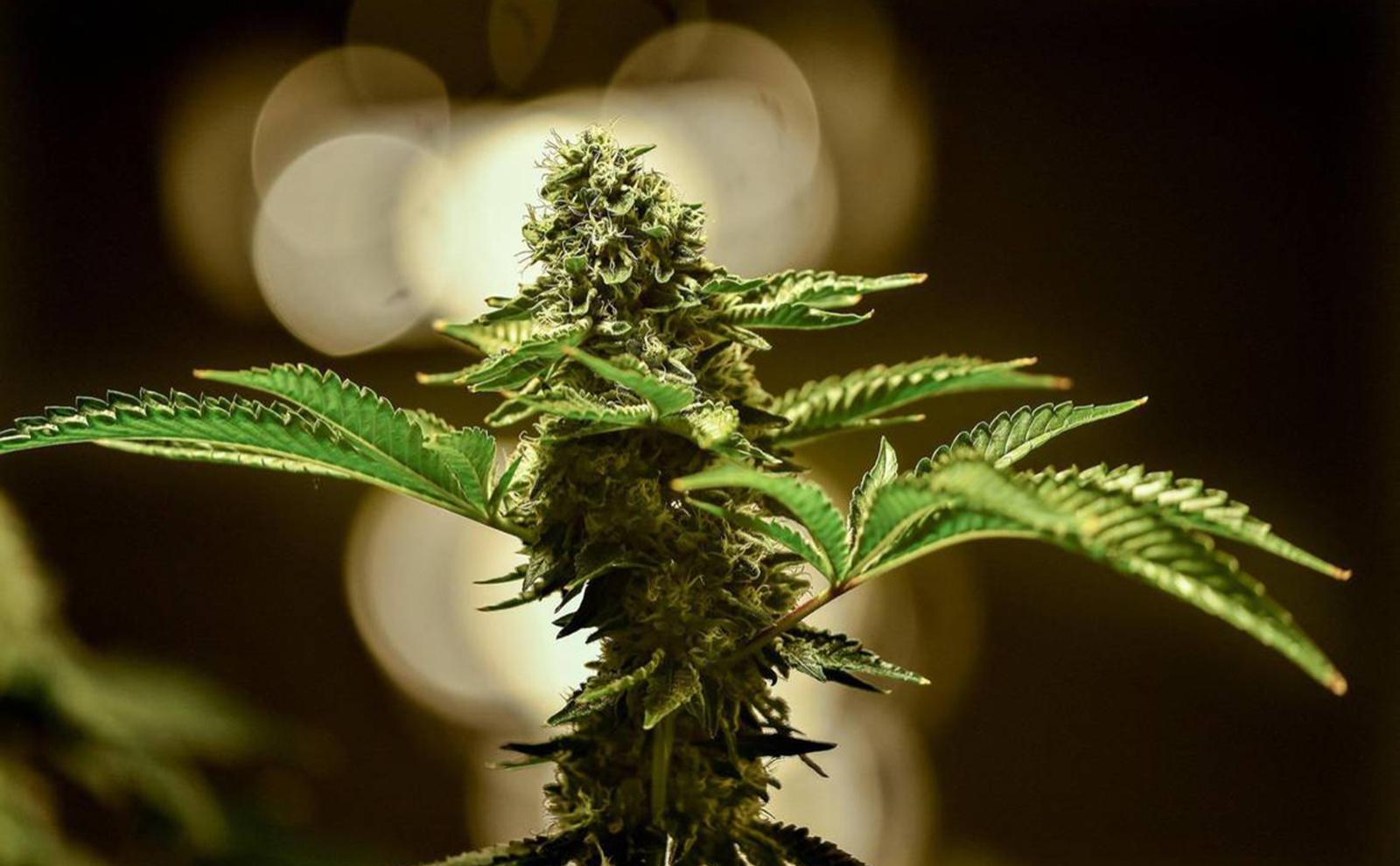 Выращивание лечебной марихуаны покупная земля для конопли