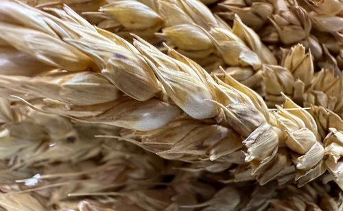 Анастасия Батаршинова, РБК Краснодар