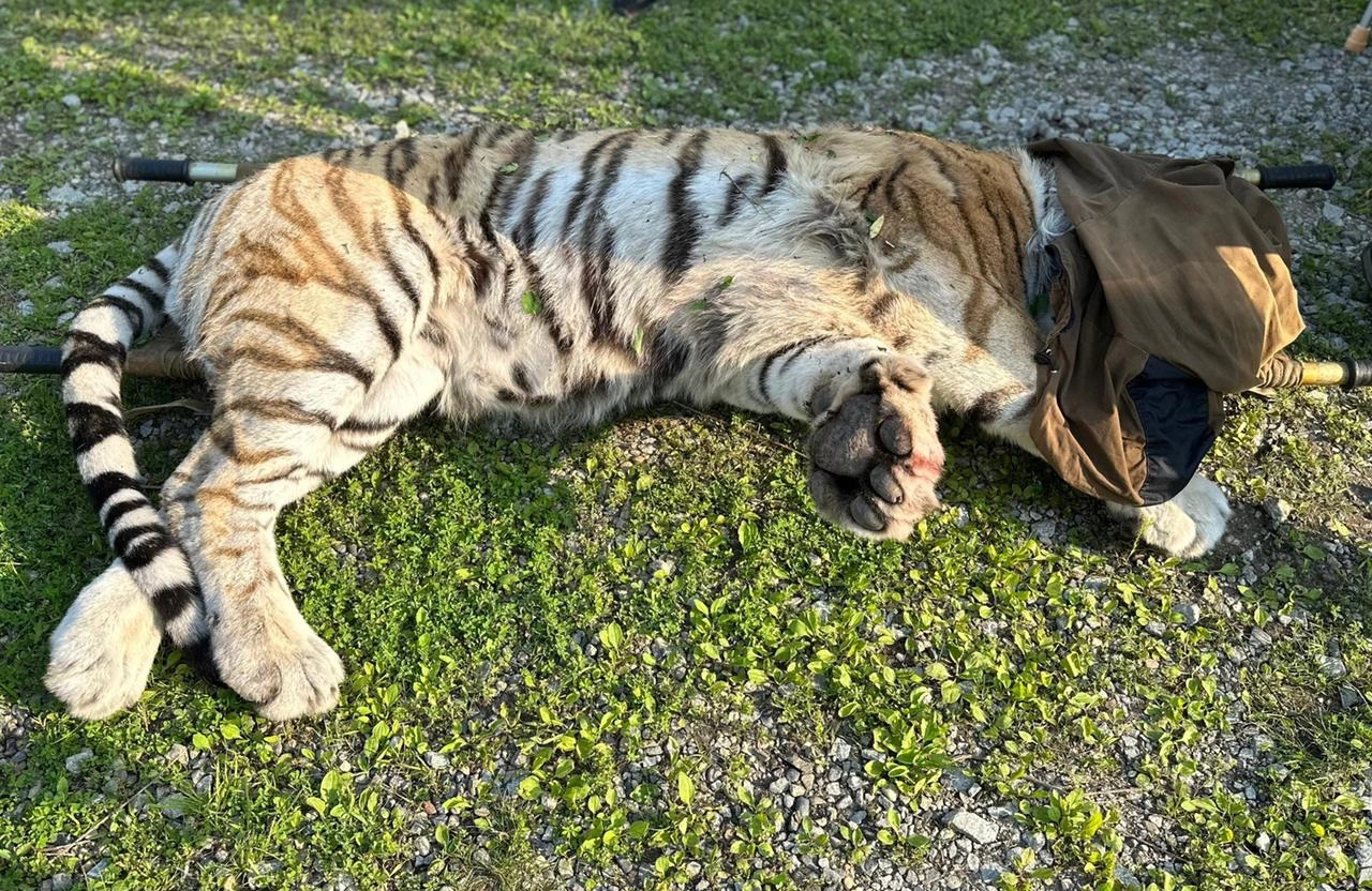 центр "Тигр"