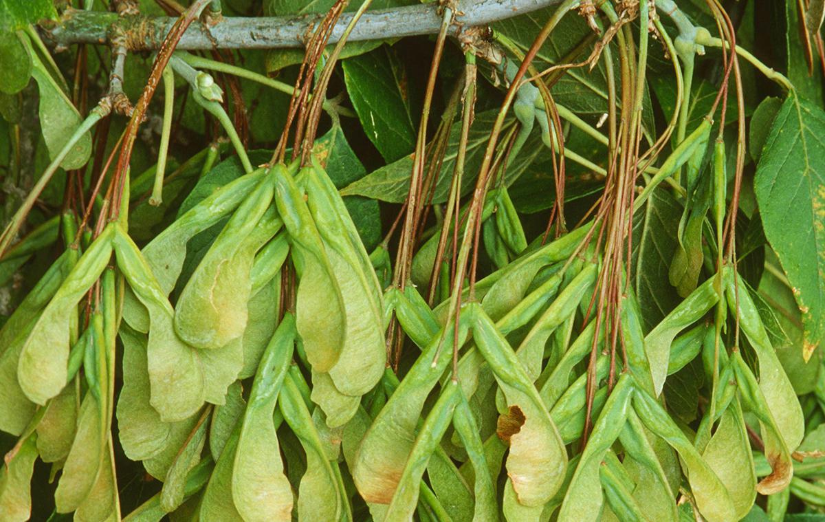 Плоды-крылатки разносятся ветром на большие расстояния.