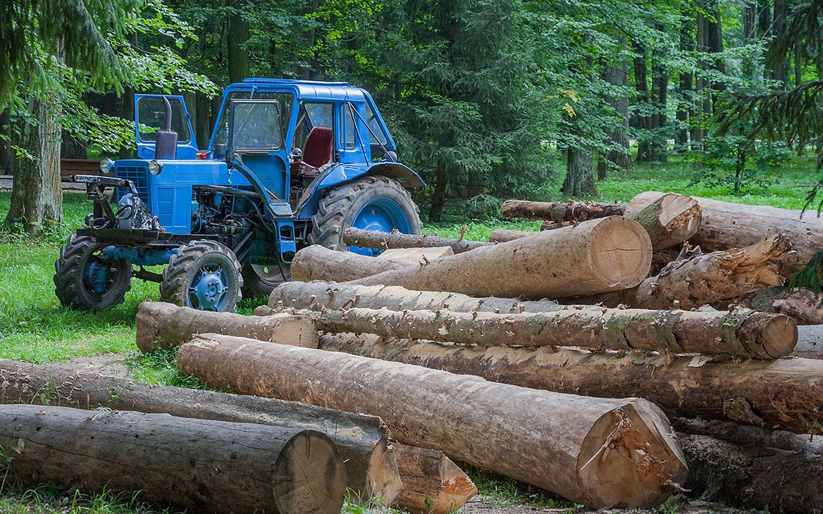 Долги за использование лесов в России в 2021 году превысили 1 млрд руб.