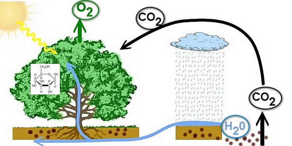 Процесс транспирации