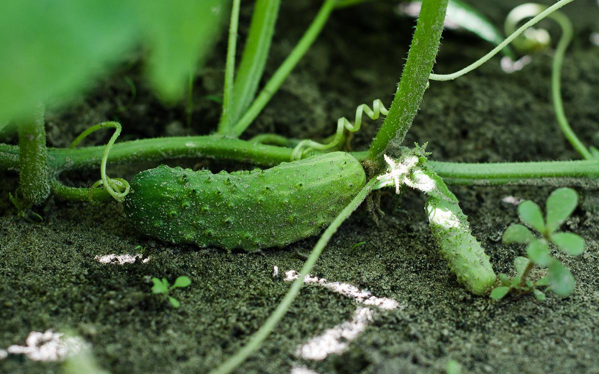 Фото: Shutterstock