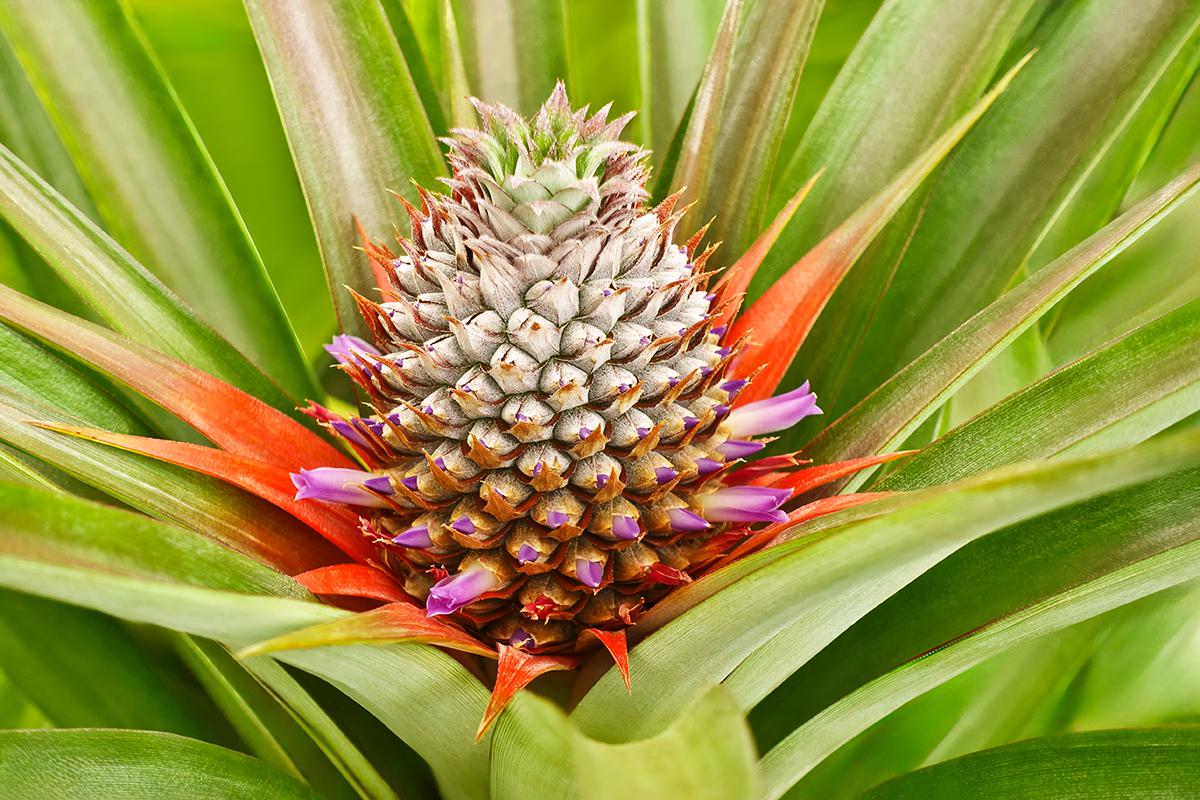 Количество цветков на ананасе может достигать сотни