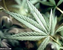 В США  полиция уничтожила 70 полей марихуаны