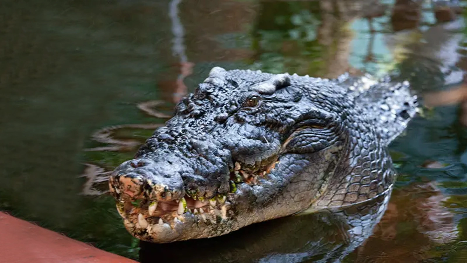 <p>На фото: гигантский крокодил по кличке Кассиус</p>