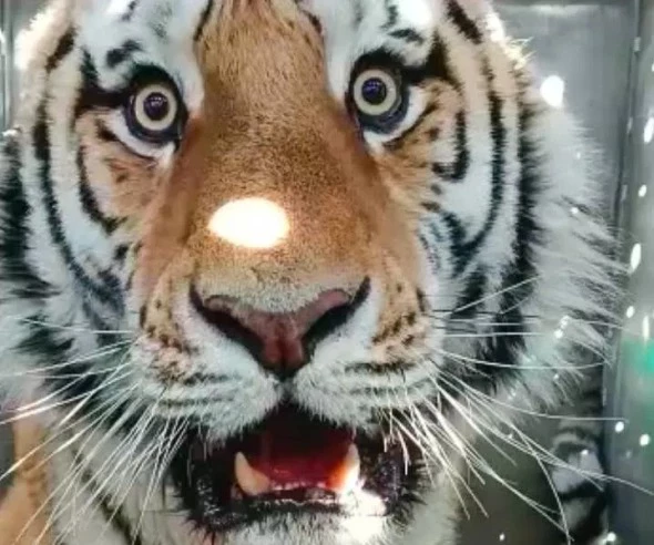 пресс-служба правительства Приморского края