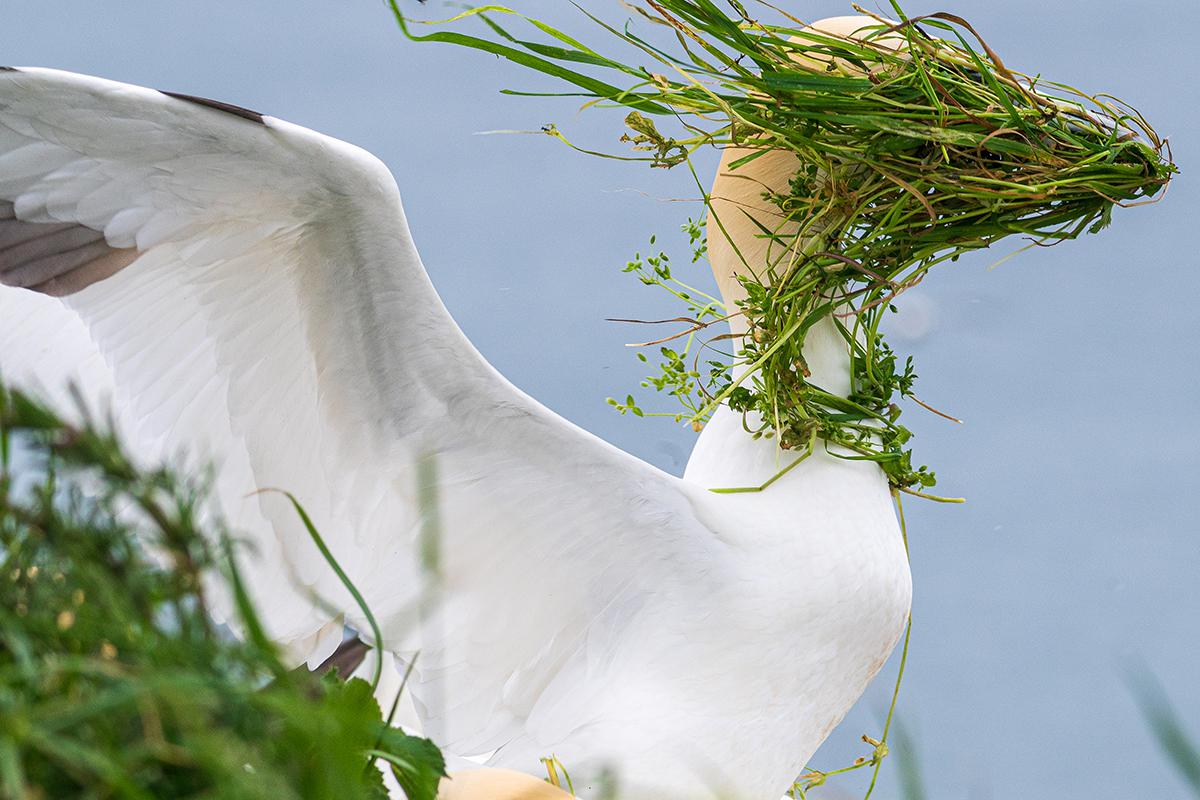 Высокая оценка жюри. «В какой стороне мое гнездо?», Элисон Так (Великобритания)