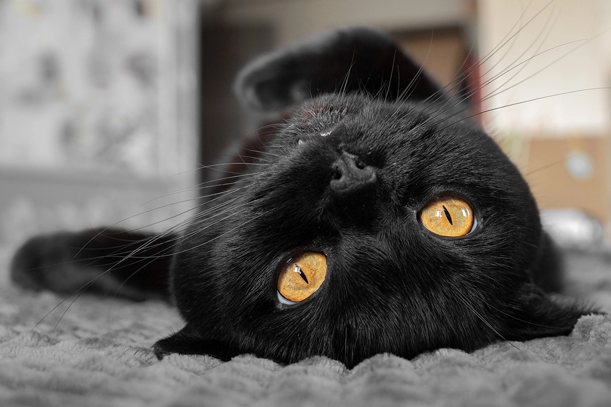Скоттиш-страйт