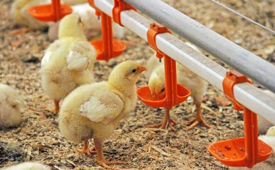 В Башкирии птицефабрика вместо яиц будет растить кур для мясокомбината
