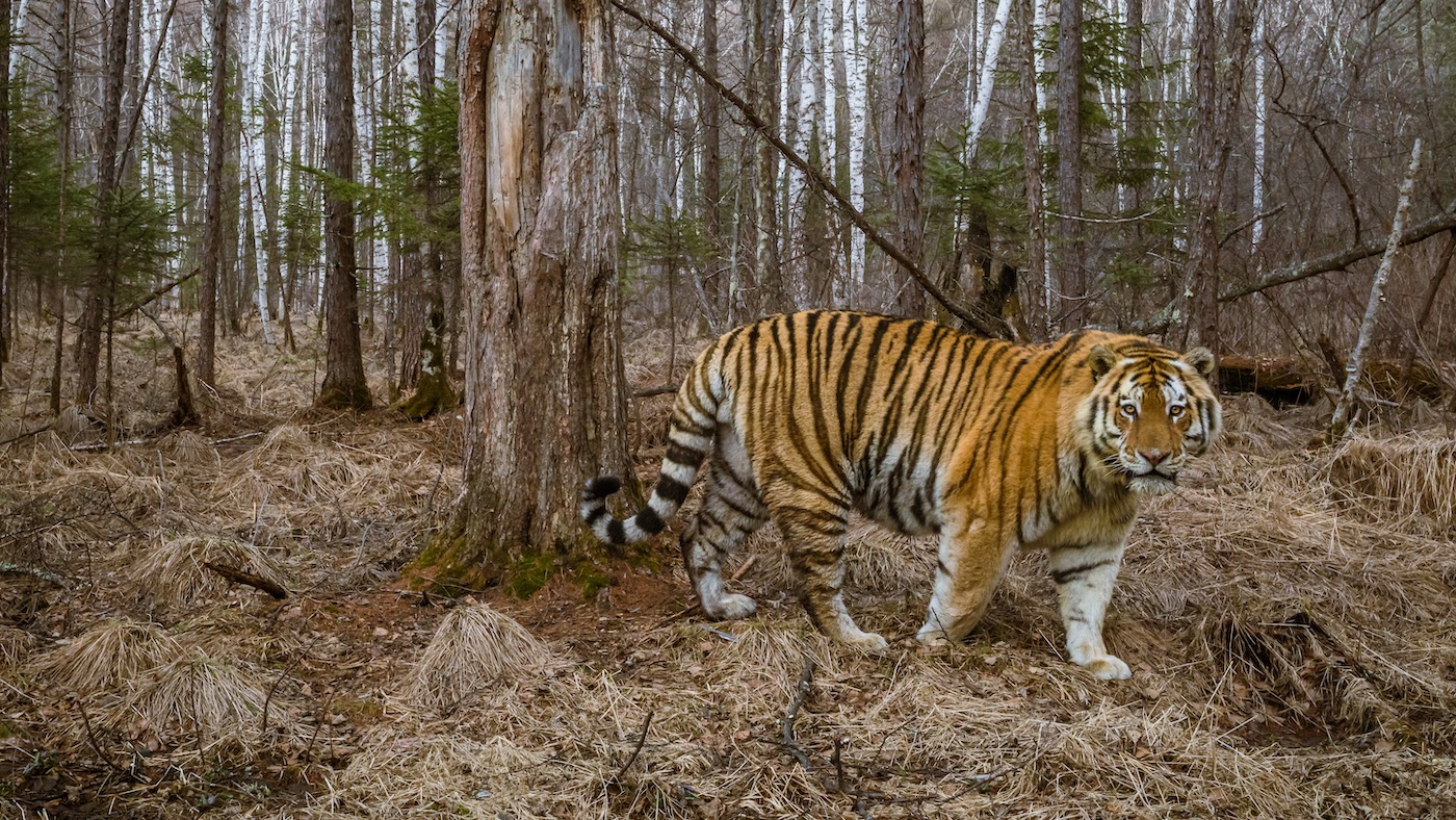 Фото: Центр "Амурский тигр"
