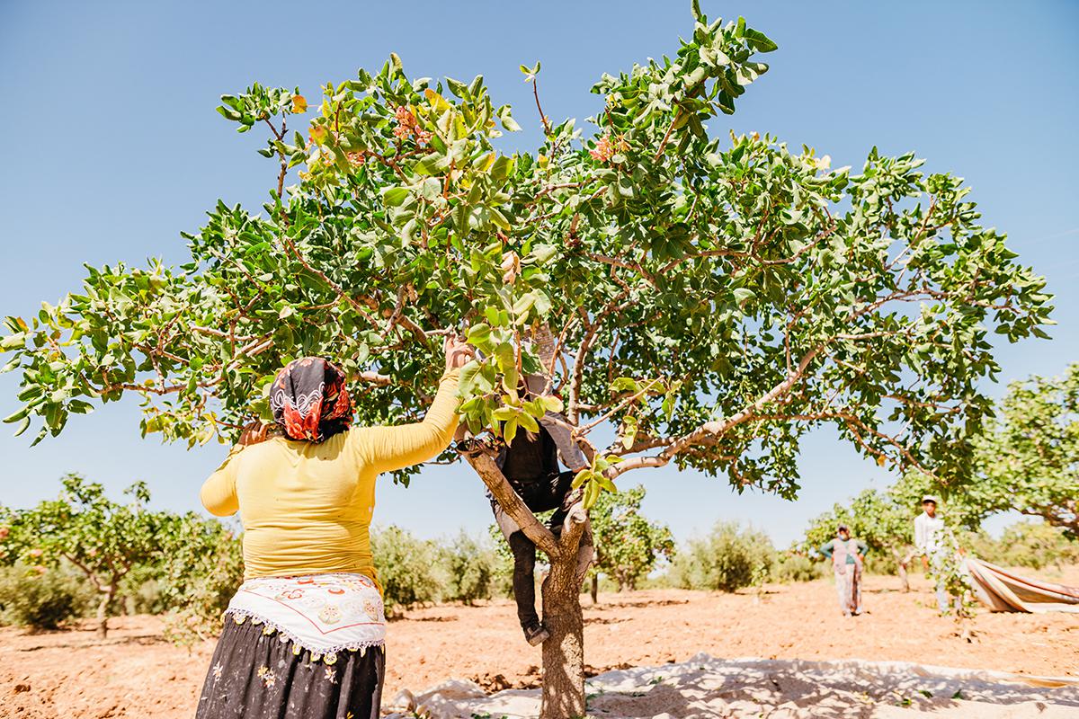 Листья фисташкового дерева — ярко-зеленые и кожистые