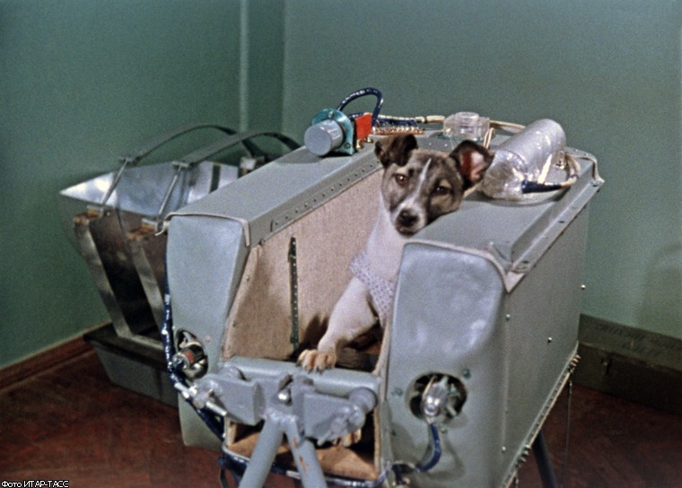 Первая собака-космонавт: 55 лет назад Лайка полетела в космос 
