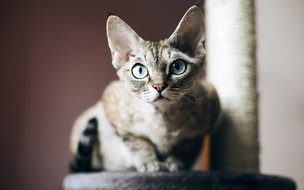 5 пород кошек, которые почти не линяют и не пахнут | РБК Life