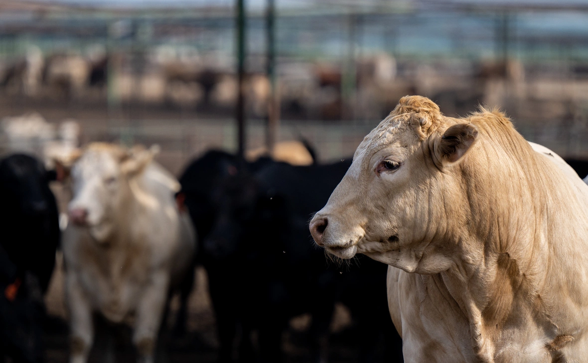 Brandon Bell / Getty Images