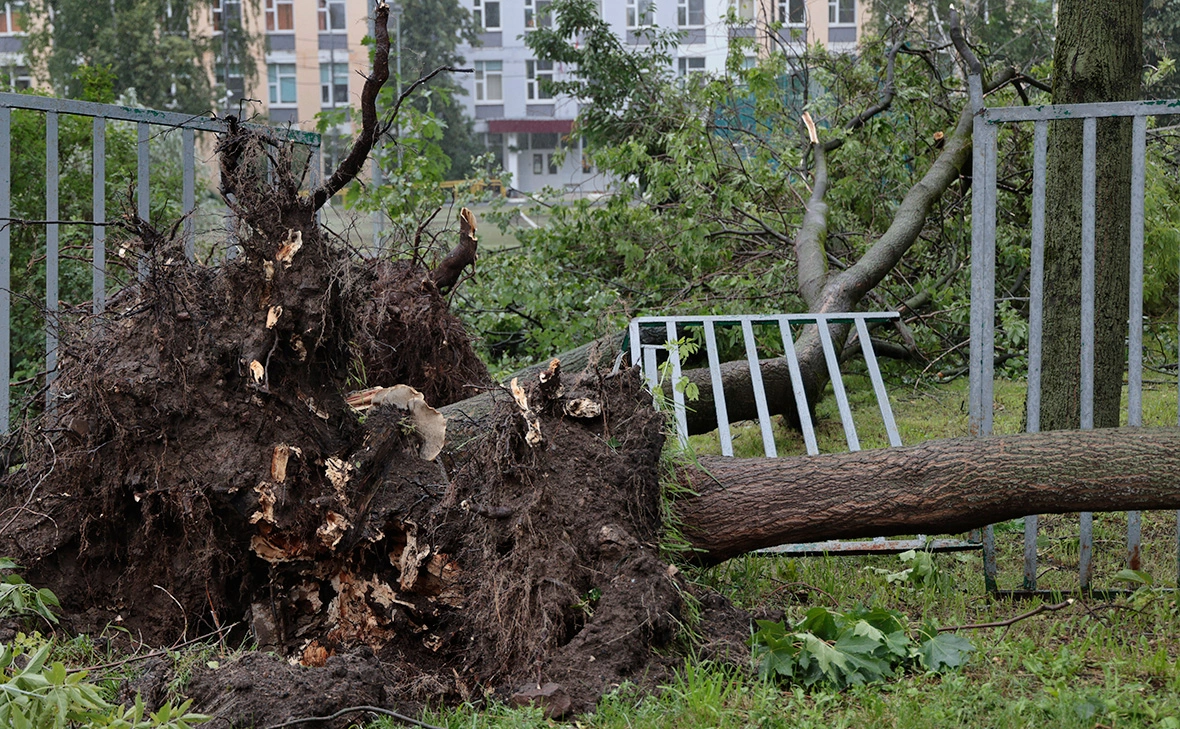 Михаил Гребенщиков / РБК