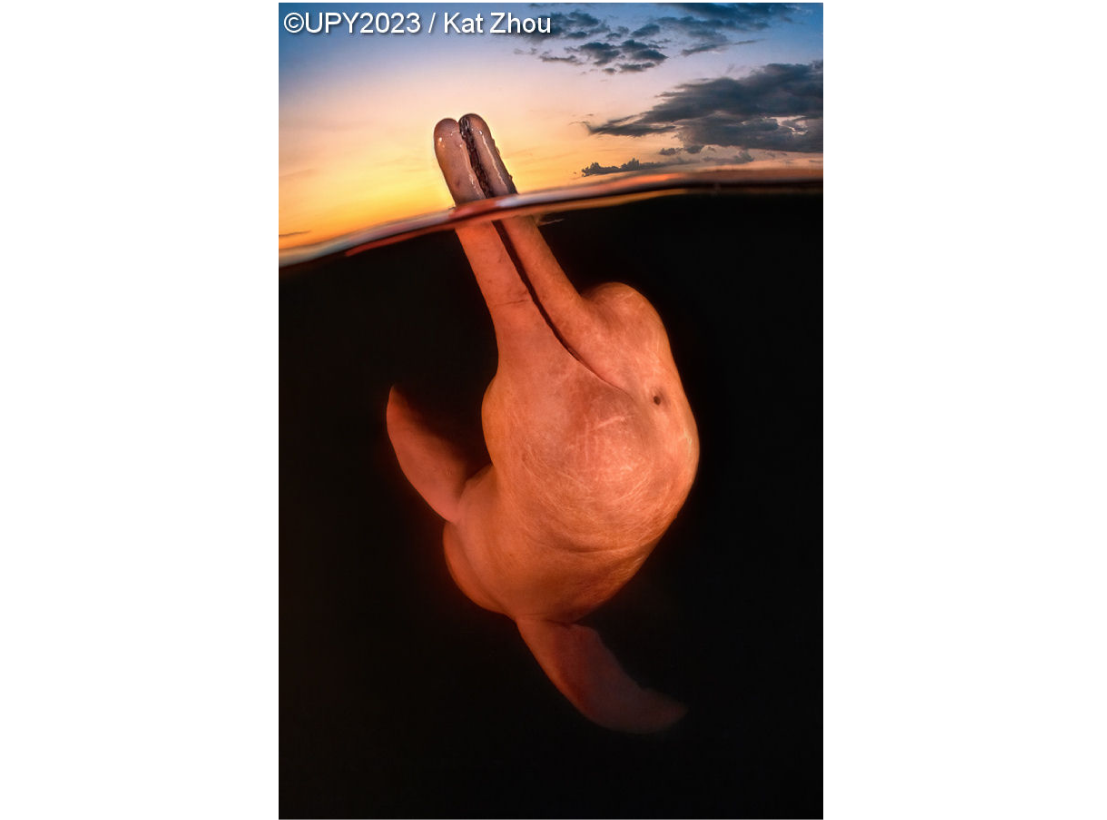 Речной дельфин