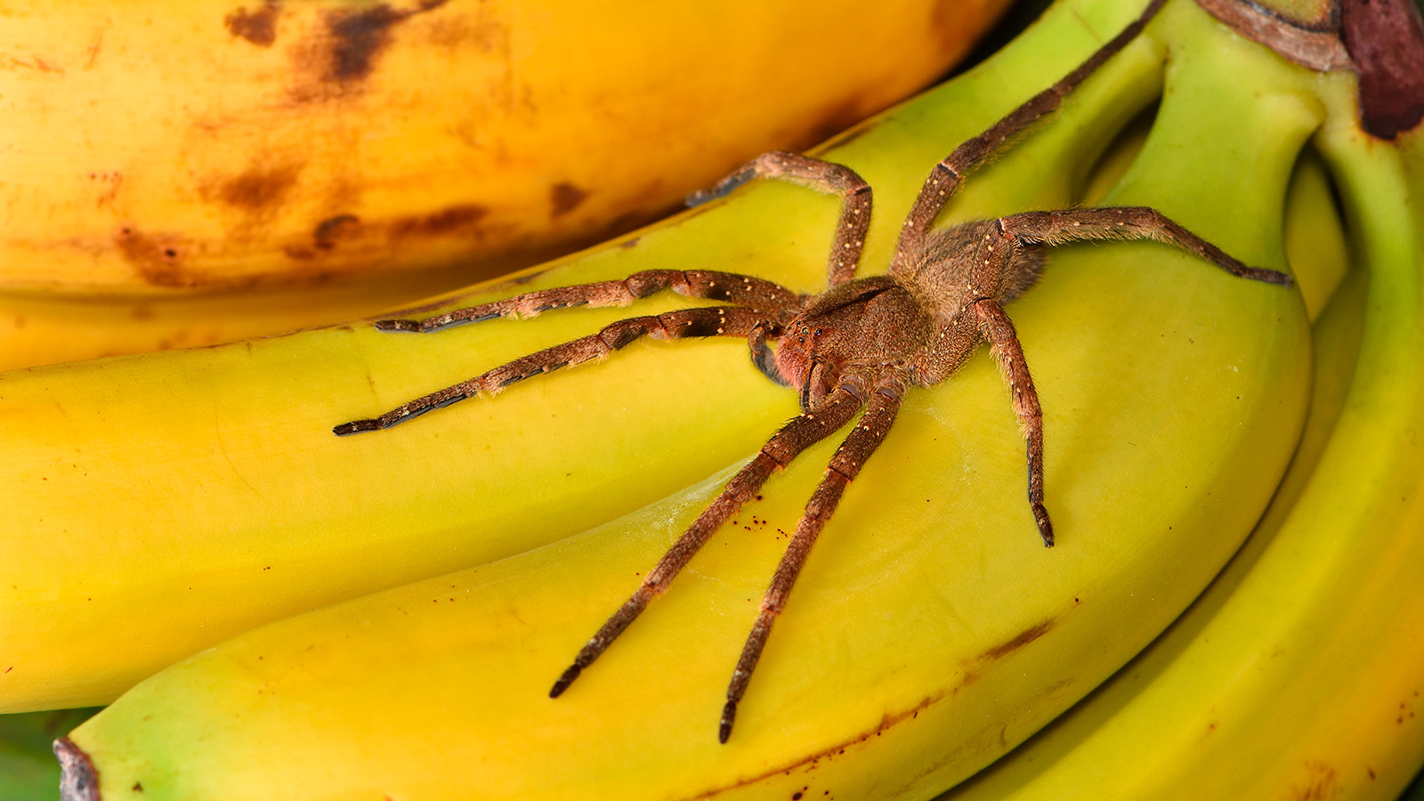 Паук Phoneutria depilata