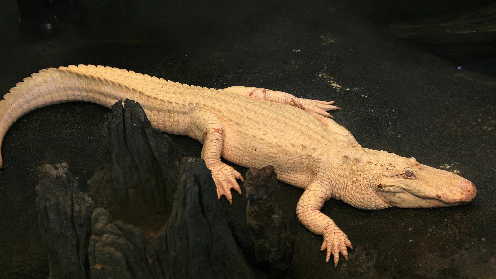 Аллигатор-альбинос по имени Клод