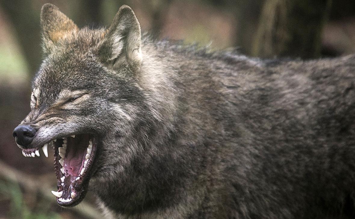 Фото:Matt Cardy / Getty Images