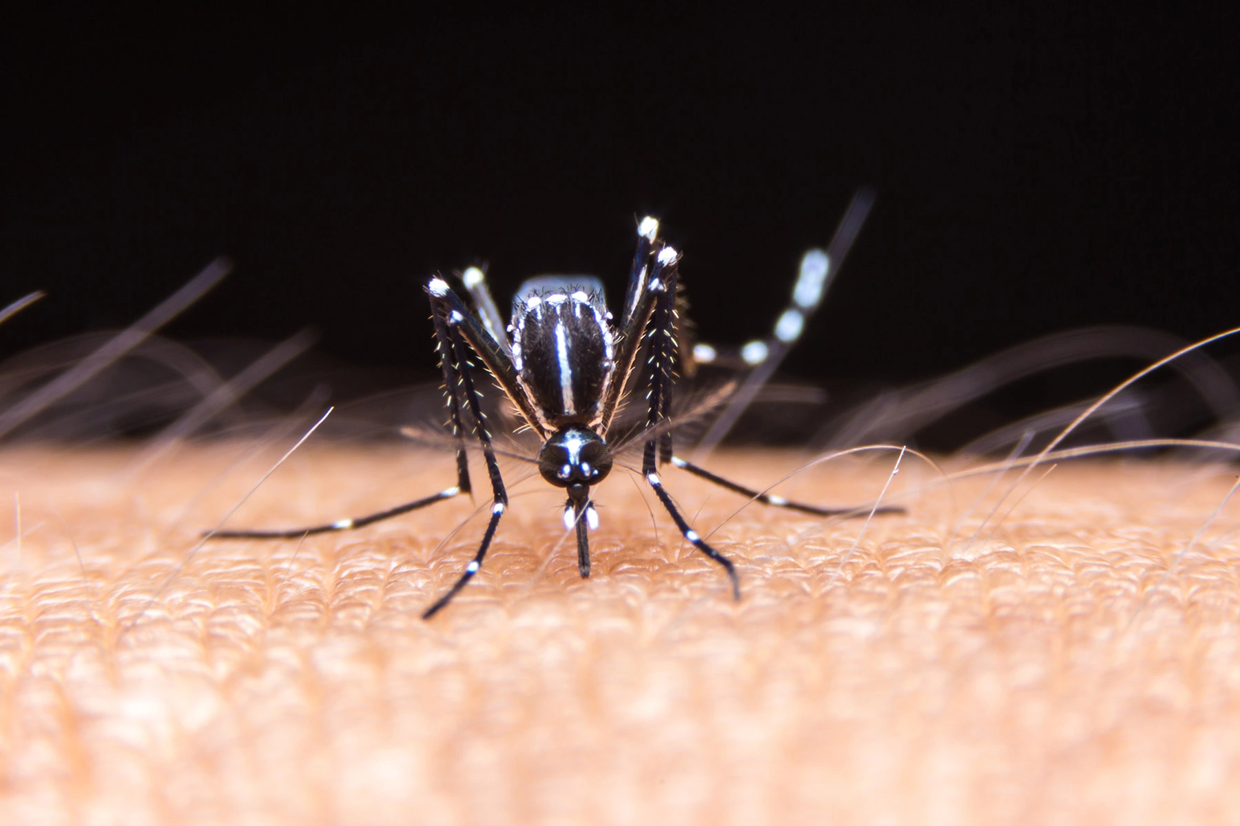 <p>На фото: тигровый комар (от лат. Aedes albopictus). Представители этого вида узнаваемы по своей характерной окраске &mdash; черно-белое тело с полосками</p>