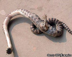 Китайцы изучают уникальную змею с одной лапой 
