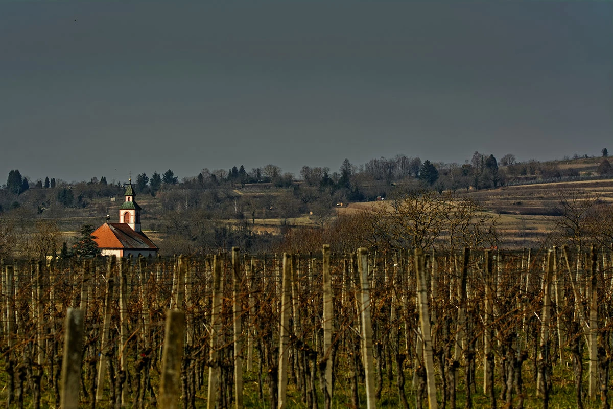 В Венгрии, где производят сладкое вино Tokaji Aszu, виноградники поразило карантинное вирусное заболевание Flavescence doree, или золотистое пожелтение