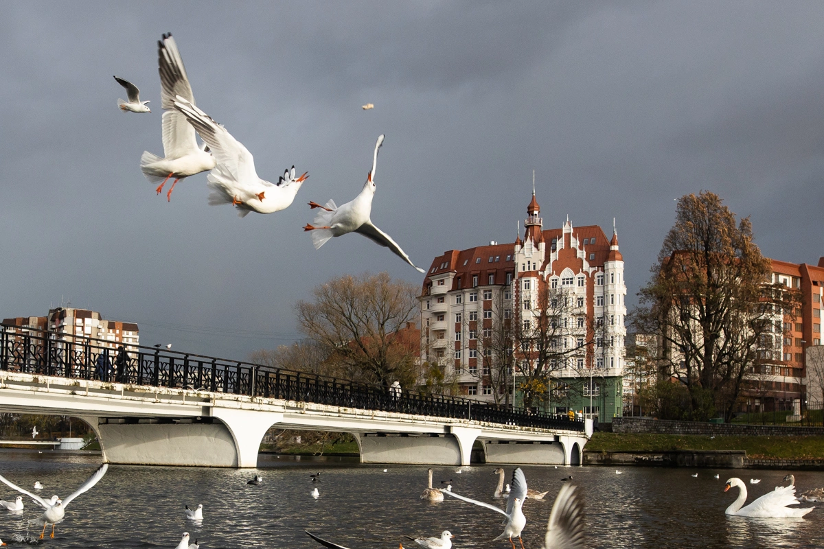 Александр Подгорчук