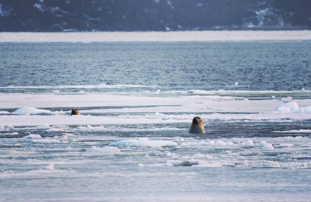 РБК Приморье