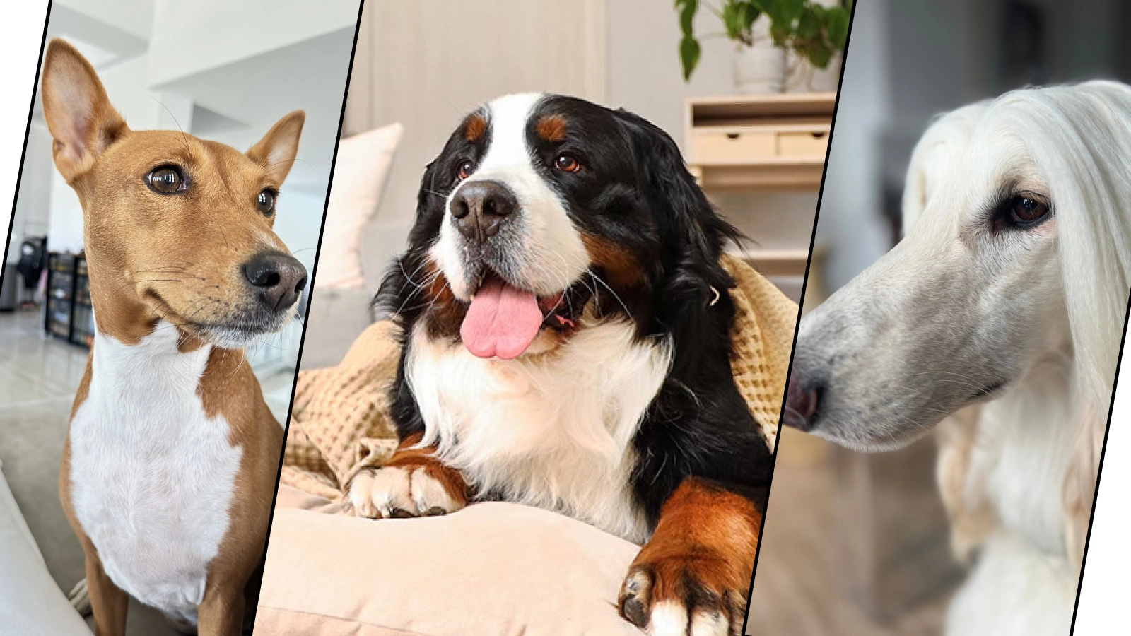 Басенджи, Сенбернар, Афганская борзая