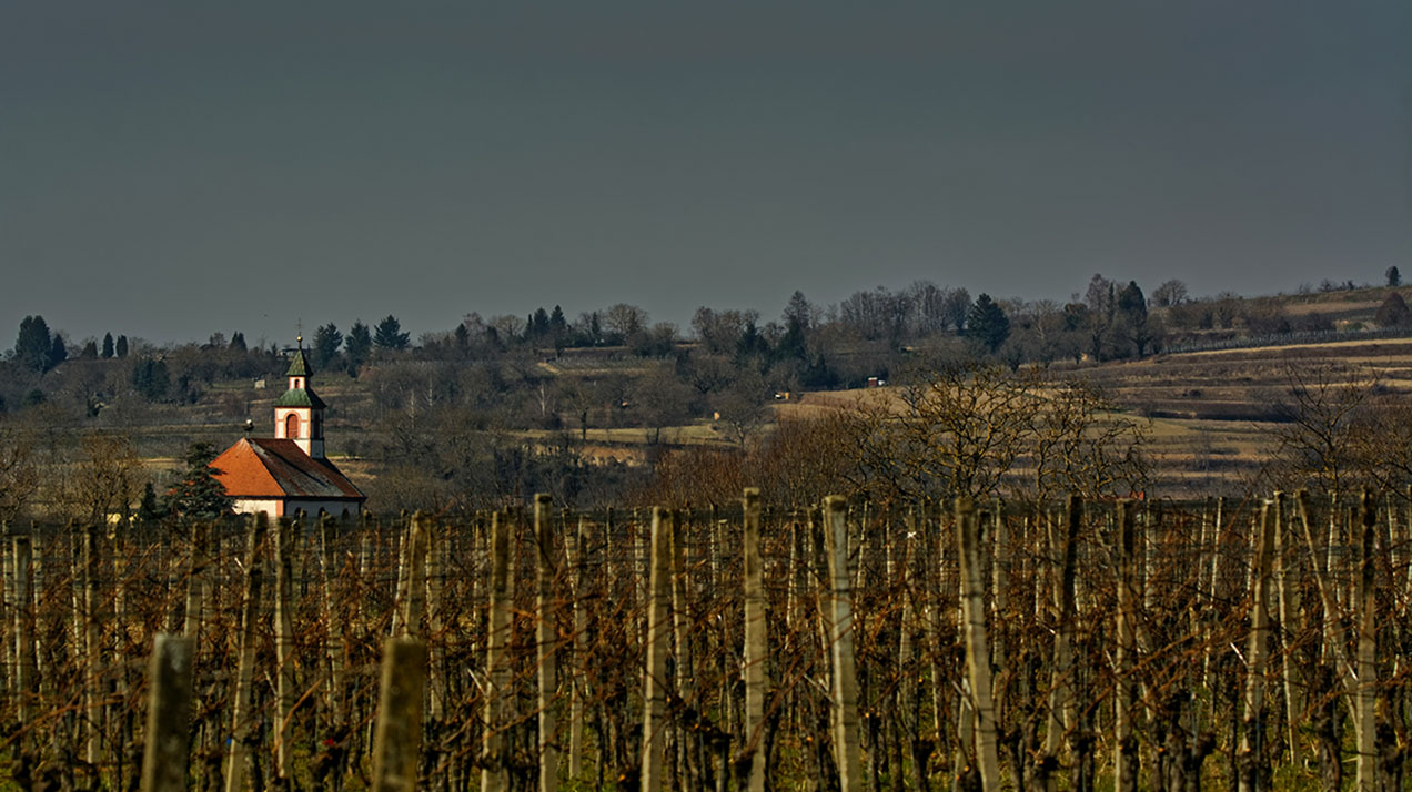 Виноградники Венгрии атаковал вирус