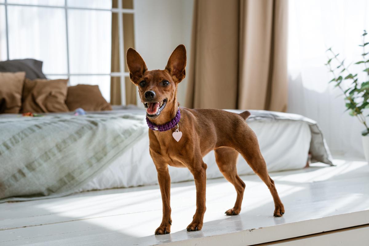 Цвергпинчер небольшая, но очень энергичная и активная собака, которой нужны долгие прогулки