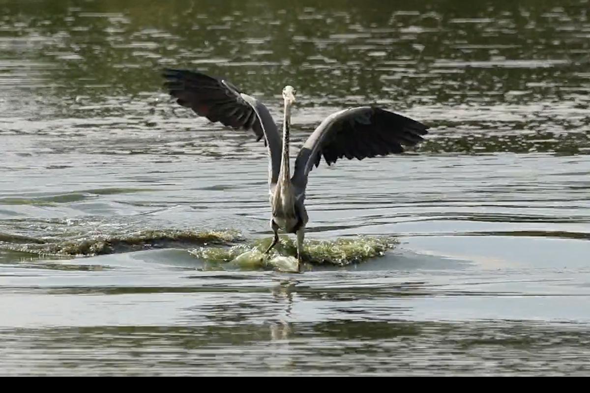 Победитель в категории «Видео». «Цапля-серфингист», Татьяна Эпп (Германия)