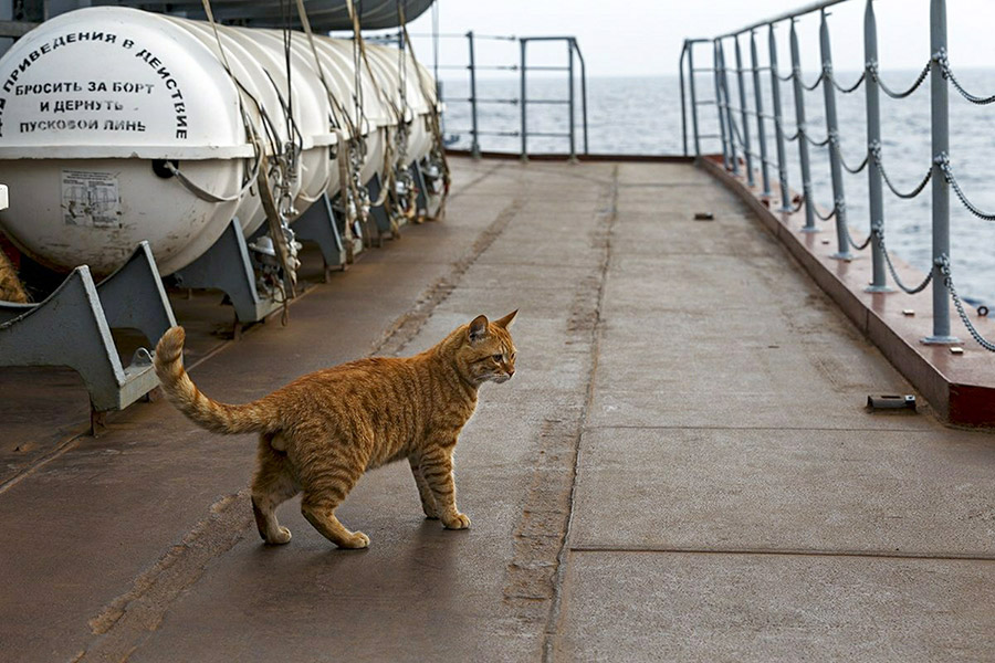 На фото:  в мае 2017 года Минобороны опубликовало&nbsp;фото кота Сергея Ивановича, жившего на корабле в период военной операции в Сирии