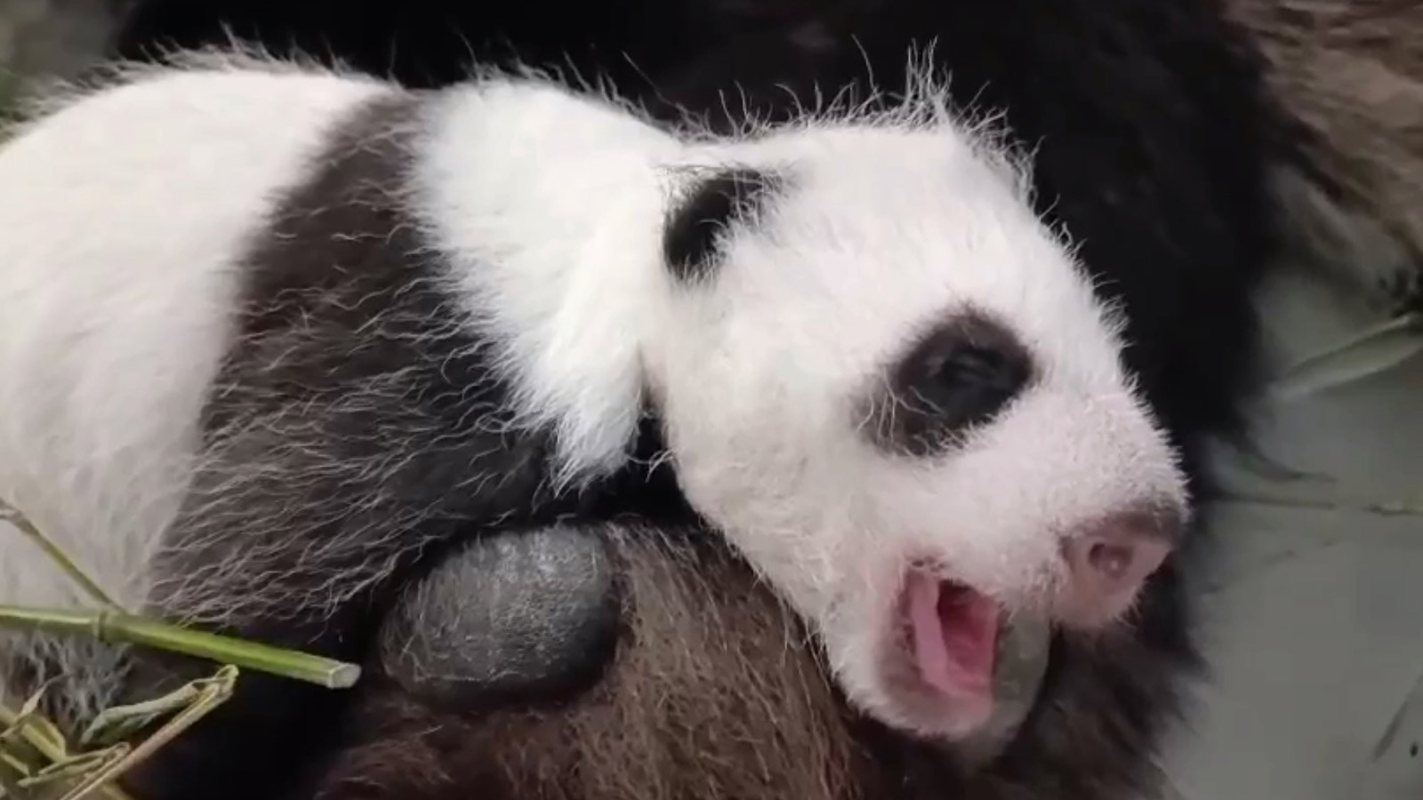 Малышка панда новости. Панда зевает. Сладкая Панда.
