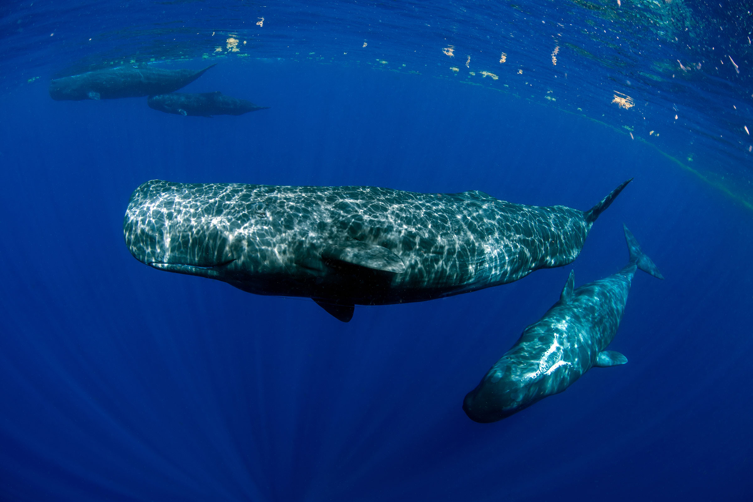 Зачем: посетить первый в мире заповедник кашалотов, который откроется в начале 2026 года.

Что делать: поплавать с китами или понаблюдать за ними с лодки, посетить одну из самых длинных в мире канатных дорог, исследовать тропические леса и горячие источники.