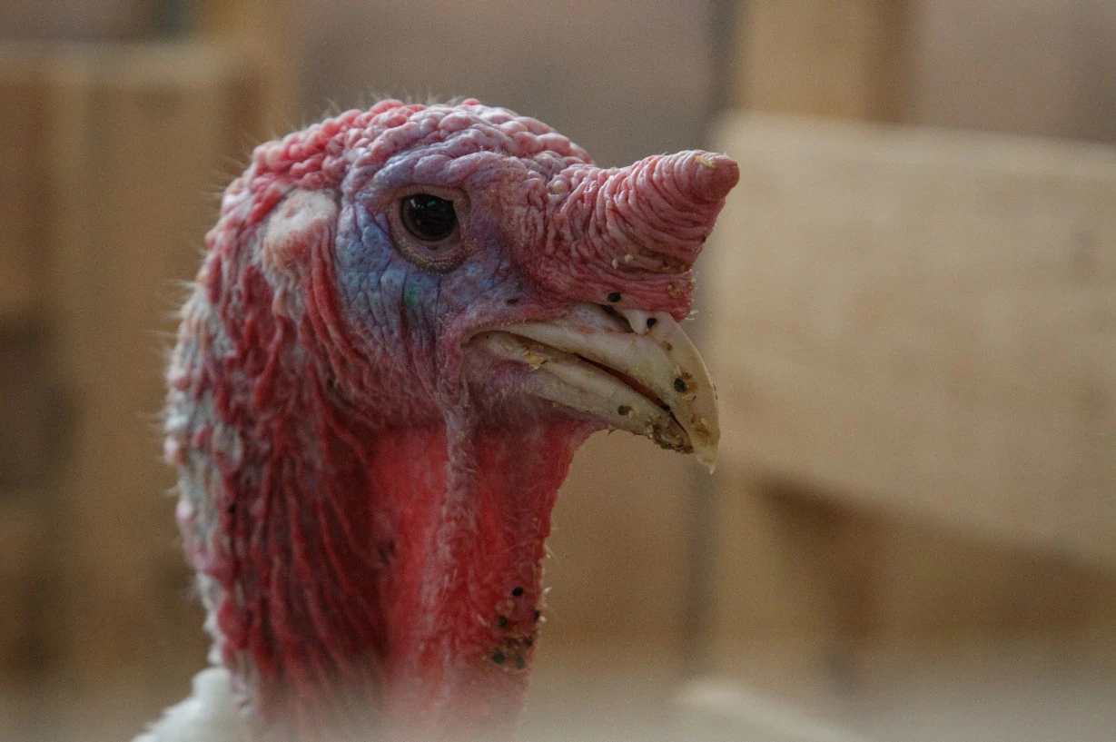 Анастасия Яковлева / РИА URA.RU