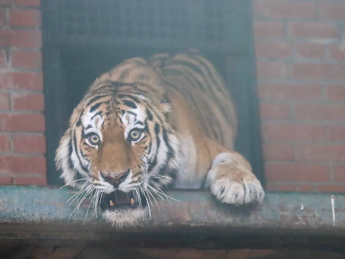 Фото: Центр «Амурский тигр»