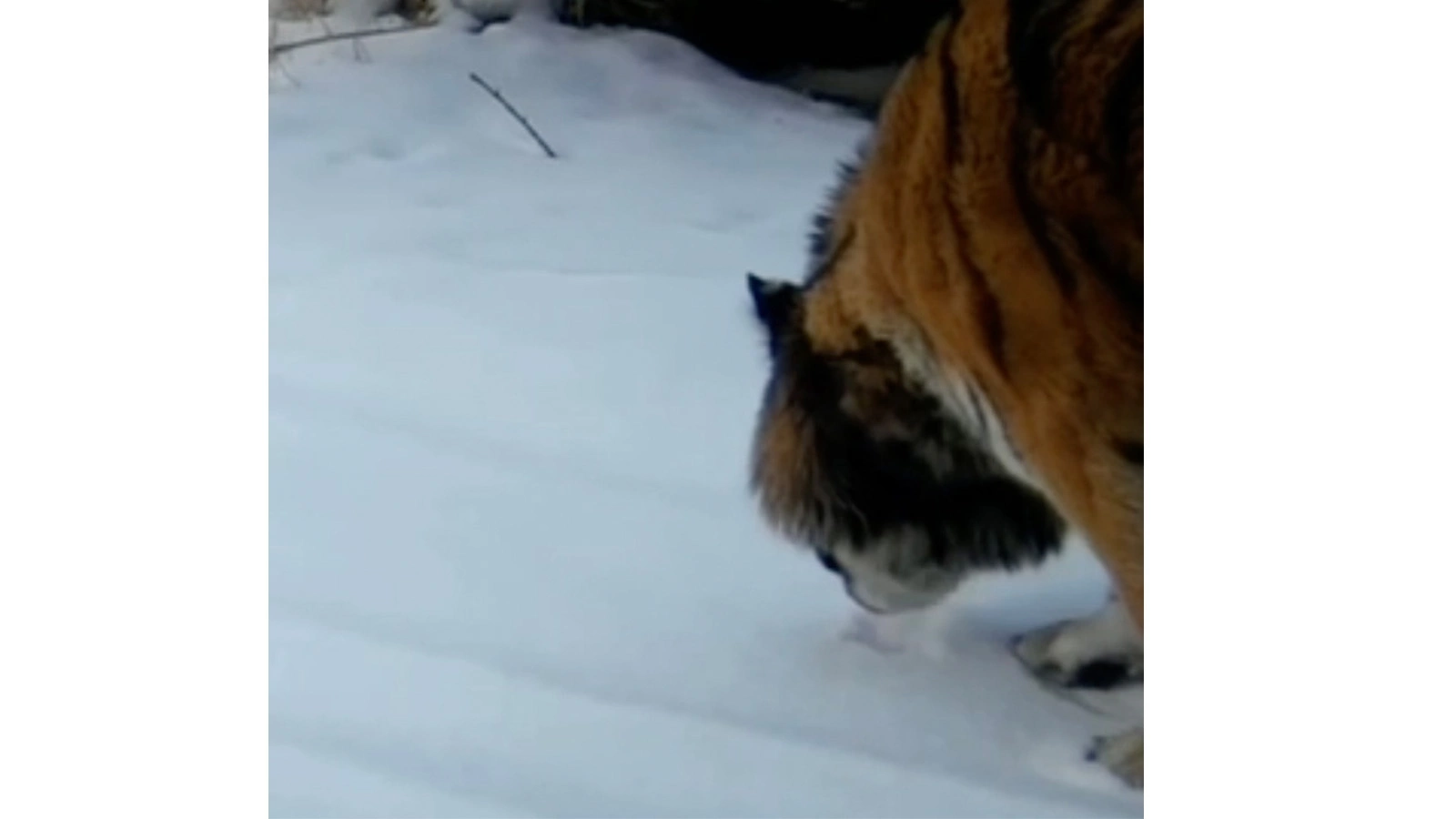 Тигрица Елена