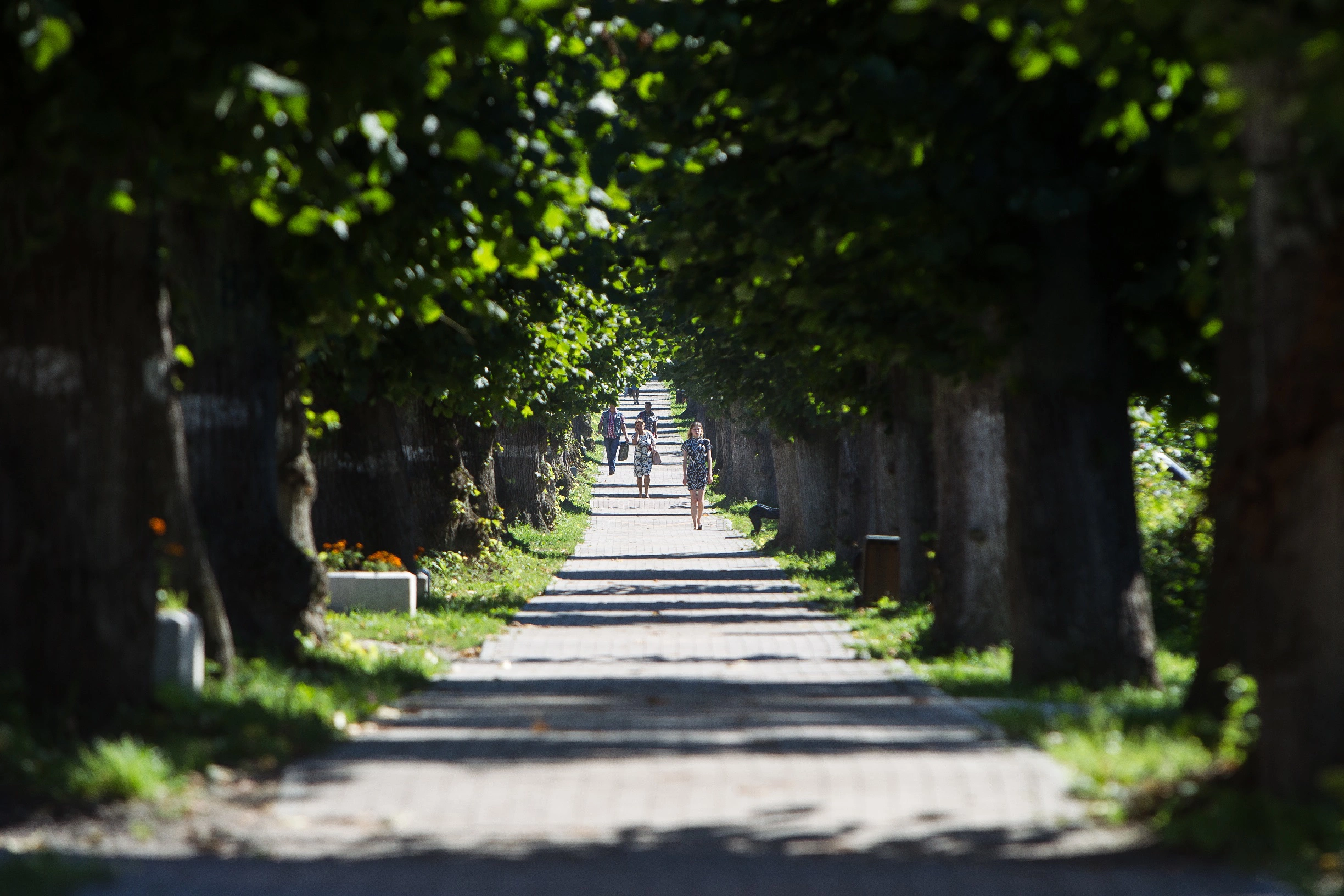 Александр Подгорчук