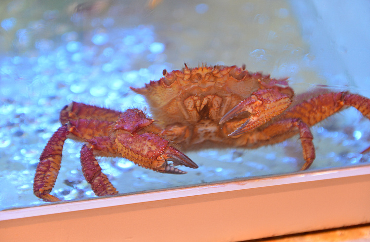 Правительство Приморского края